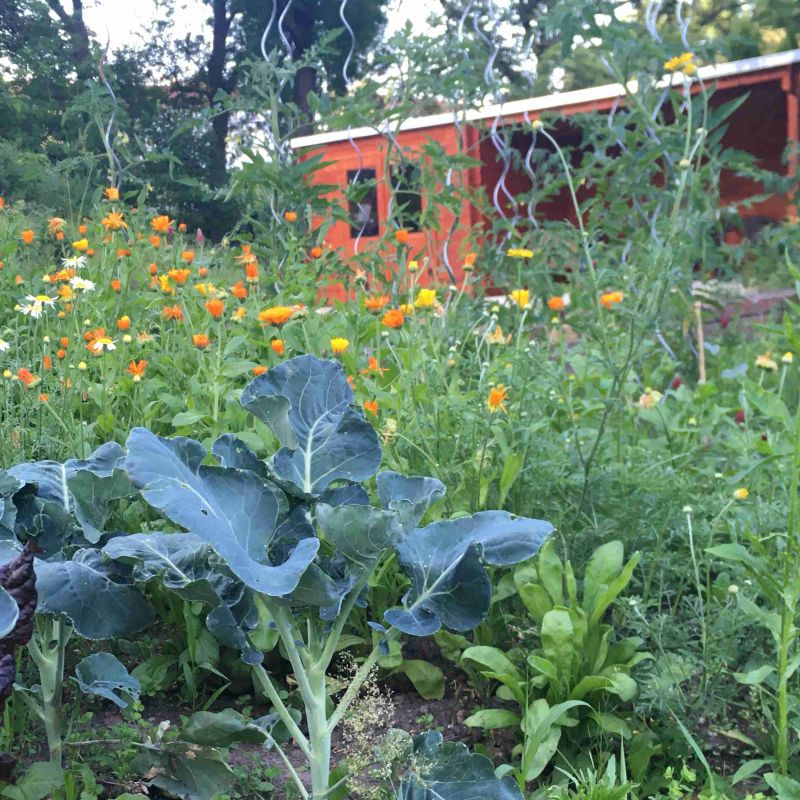 Im Begegnungsgarten BeetKultur